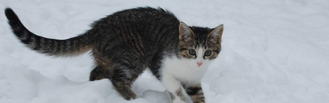 Cat 1