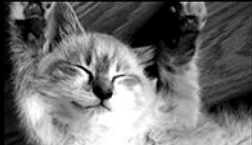 Cat 2